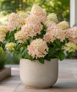 Phantom Hydrangea Live Plant – Pink White Hydrangea Tree – 5-10 Inch Tall – 2.5 Inch Pot – Outdoor Shrub - Image 1