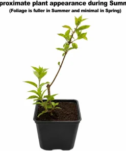 Phantom Hydrangea Shrub - 6-12