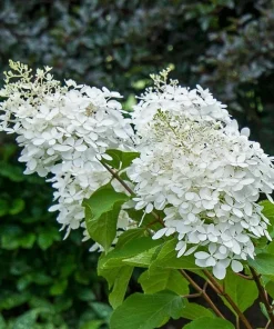 Phantom Hydrangea Shrub - 6-12