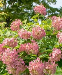 Phantom Hydrangea Shrub - 6-12