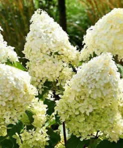 Phantom Hydrangea Shrub - 6-12