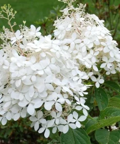 Phantom Hydrangea Shrub - 6-12