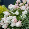 Phantom Hydrangea Shrub - 6-12" Tall Live Plant | White to Pink Panicle Hydrangea Bush - Image 1