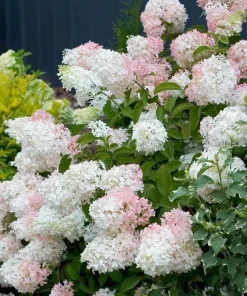 Phantom Hydrangea Shrub - 6-12