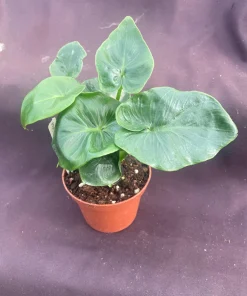 Philodendron Atom Live Plant – Compact Indoor Houseplant – Rooted in 3 inch Pot - Image 2
