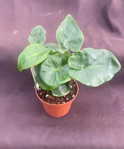 Philodendron Atom Live Plant – Compact Indoor Houseplant – Rooted in 3 inch Pot - Image 3