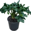Philodendron Atom Live Plant – Compact Indoor Houseplant – Rooted in 3 inch Pot - Image 1