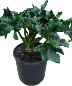 Philodendron Atom Live Plant – Compact Indoor Houseplant – Rooted in 3 inch Pot - Image 1