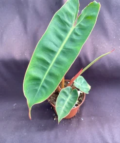 Philodendron Billietiae Live Plant - Low Light Houseplant - Rooted in 3