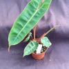 Philodendron Billietiae Live Plant - Low Light Houseplant - Rooted in 3" Pot - Image 1