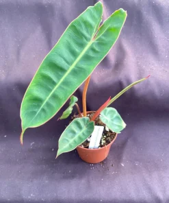 Philodendron Billietiae Live Plant - Low Light Houseplant - Rooted in 3