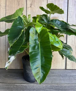 Philodendron Burle Marx, in 6