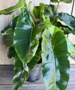 Philodendron Burle Marx, in 6