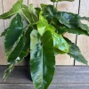 Philodendron Burle Marx, in 6" Pot - Image 1