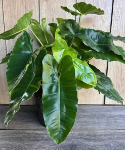 Philodendron Burle Marx, in 6