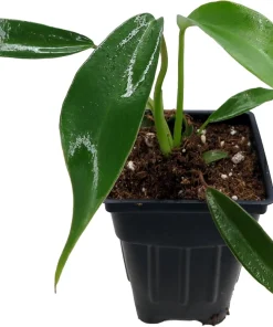 Philodendron Joepii Live Plant - 2.5" Pot - Collector's Series Indoor - Image 2