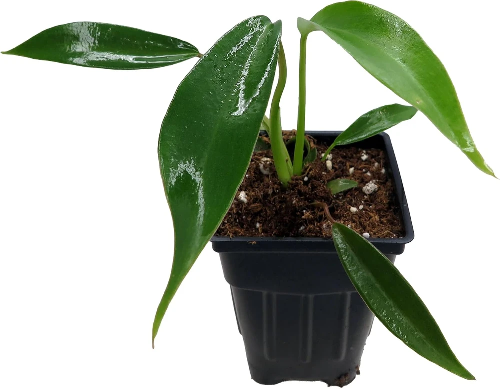 Philodendron Joepii Live Plant - 2.5" Pot - Collector's Series Indoor - Image 2