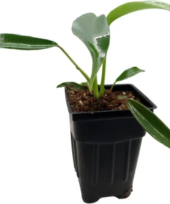 Philodendron Joepii Live Plant - 2.5