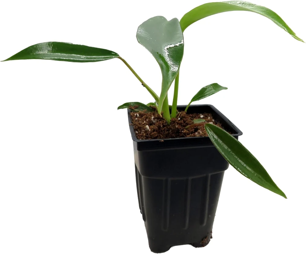 Philodendron Joepii Live Plant - 2.5" Pot - Collector's Series Indoor - Image 3