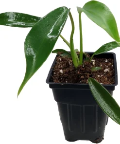 Philodendron Joepii Live Plant - 2.5