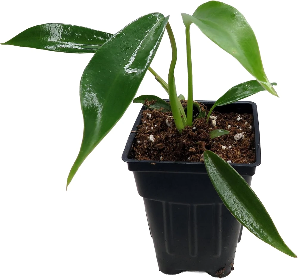 Philodendron Joepii Live Plant - 2.5" Pot - Collector's Series Indoor - Image 4