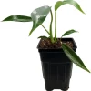 Philodendron Joepii Live Plant - 2.5" Pot - Collector's Series Indoor - Image 1