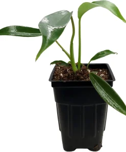 Philodendron Joepii Live Plant - 2.5