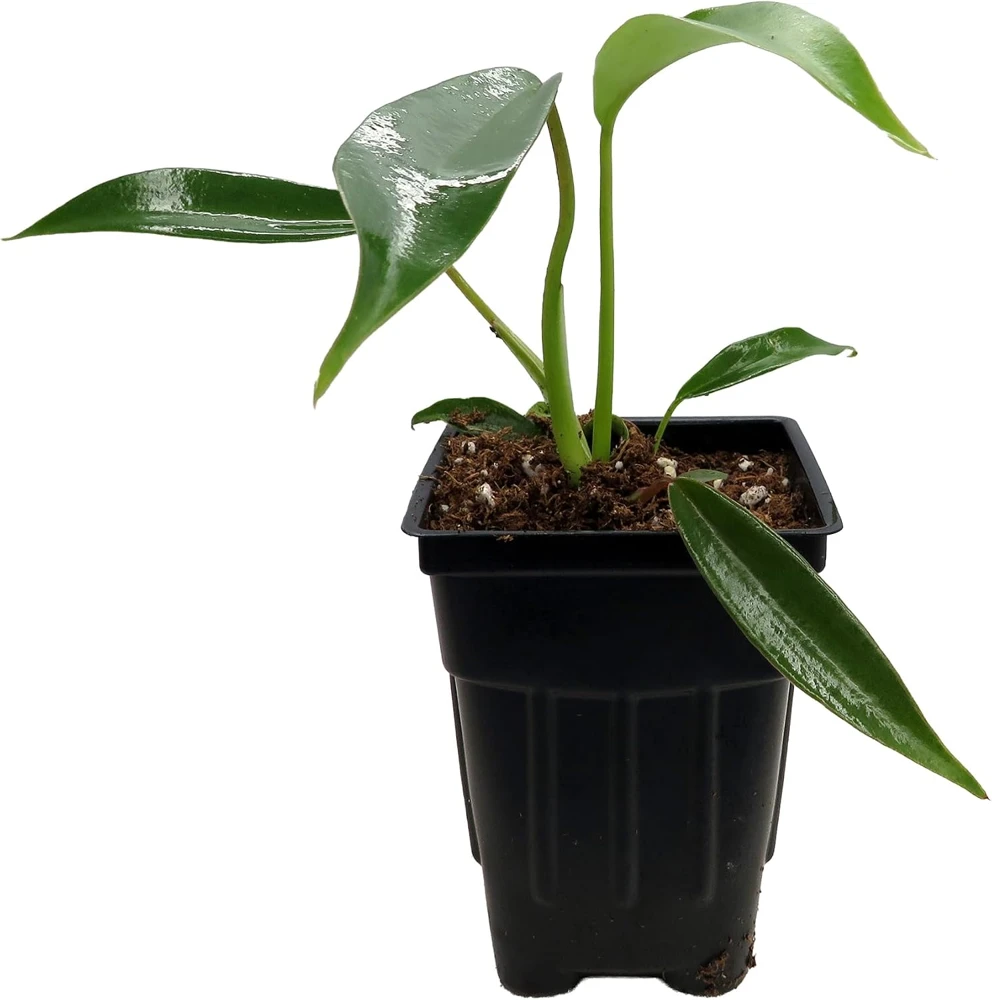Philodendron Joepii Live Plant - 2.5" Pot - Collector's Series Indoor - Image 1