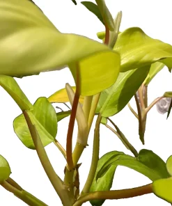 Philodendron Maylay Gold Live Plant – Golden Goddess Lemon Lime – 3" Pot – Indoor - Image 2