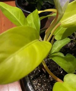 Philodendron Maylay Gold Live Plant – Golden Goddess Lemon Lime – 3