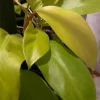 Philodendron Maylay Gold Live Plant – Golden Goddess Lemon Lime – 3" Pot – Indoor - Image 1