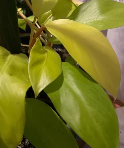 Philodendron Maylay Gold Live Plant – Golden Goddess Lemon Lime – 3