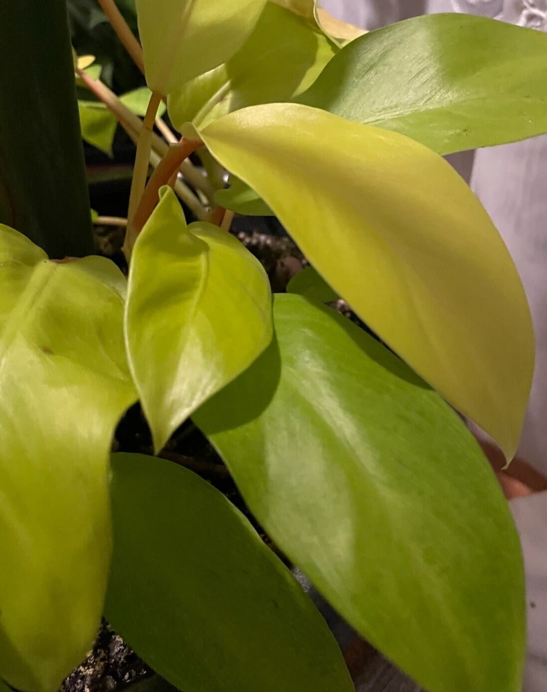 Philodendron Maylay Gold Live Plant – Golden Goddess Lemon Lime – 3" Pot – Indoor - Image 1