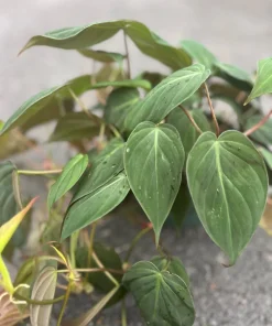 Philodendron Micans in 6
