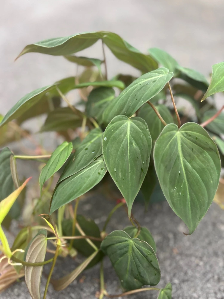 Philodendron Micans in 6" Pot - Image 2