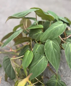 Philodendron Micans in 6