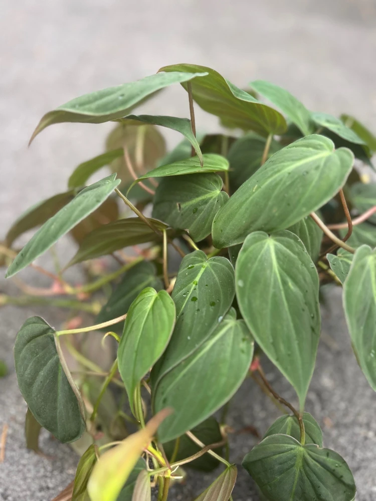 Philodendron Micans in 6" Pot - Image 3