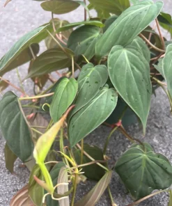 Philodendron Micans in 6