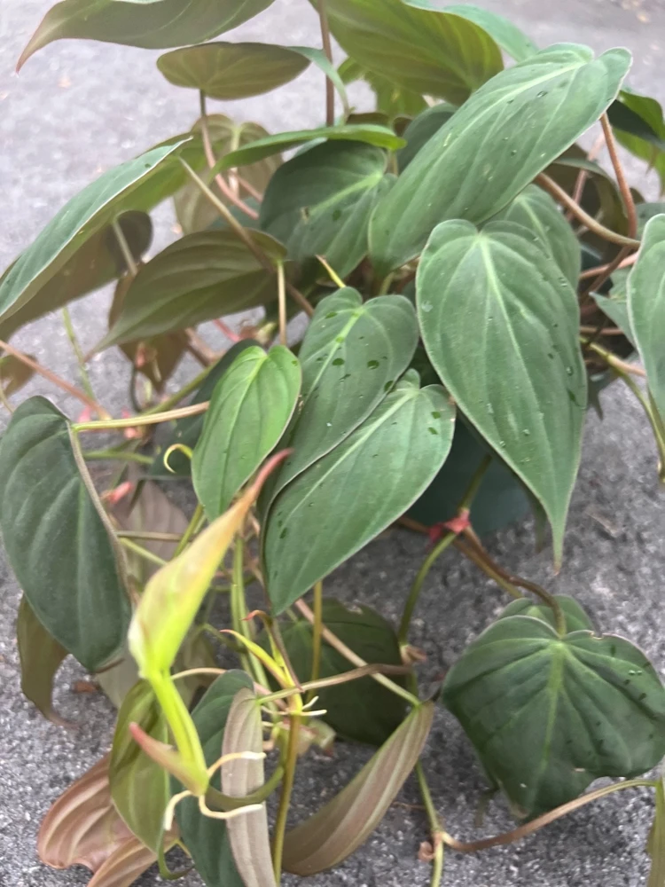 Philodendron Micans in 6" Pot - Image 4