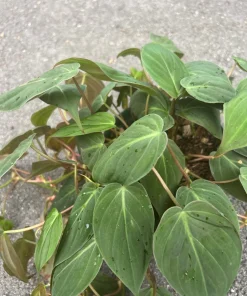 Philodendron Micans in 6