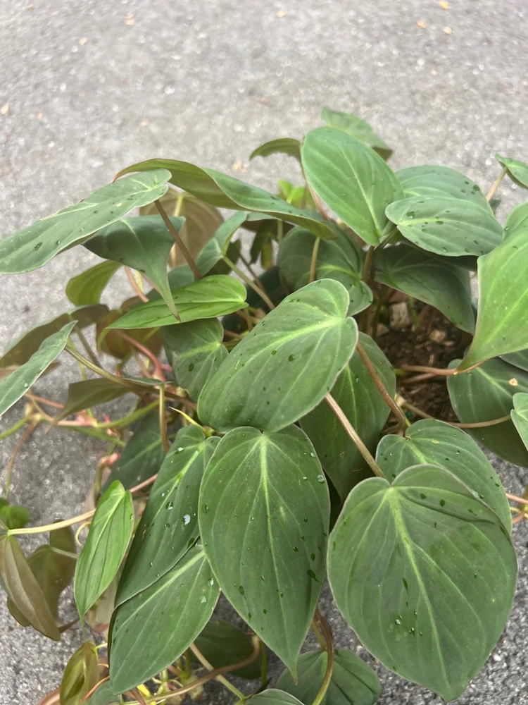 Philodendron Micans in 6" Pot - Image 5