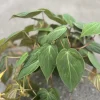 Philodendron Micans in 6" Pot - Image 1