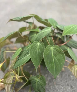 Philodendron Micans in 6
