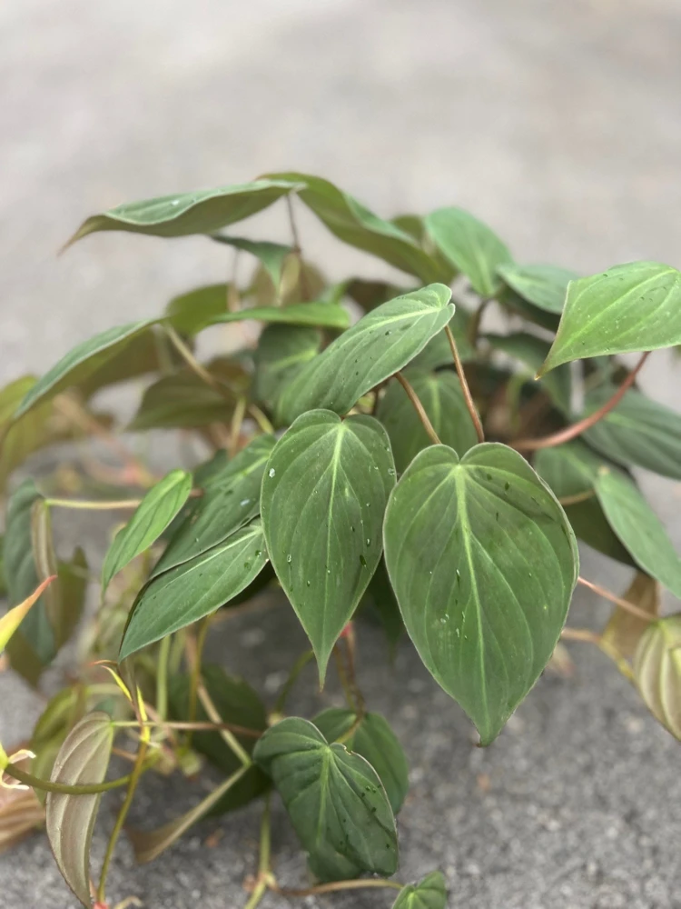 Philodendron Micans in 6" Pot - Image 1