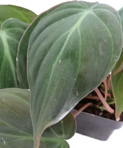 Philodendron Micans Live Plant - Velvet Leaf Bronze Micans Vine - 4" Pot - Indoor Houseplant - Image 2