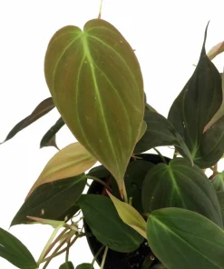 Philodendron Micans Live Plant - Velvet Leaf Bronze Micans Vine - 4