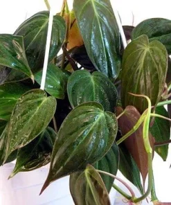 Philodendron Micans Live Plant - Velvet Leaf Bronze Micans Vine - 4