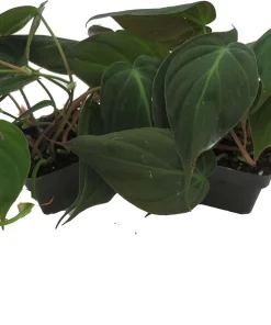 Philodendron Micans Live Plant - Velvet Leaf Bronze Micans Vine - 4