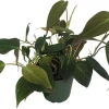 Philodendron Micans Live Plant - Velvet Leaf Bronze Micans Vine - 4" Pot - Indoor Houseplant - Image 1