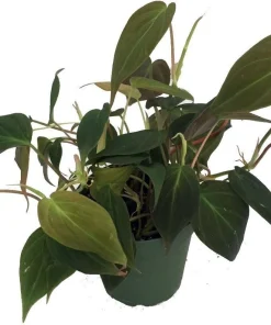Philodendron Micans Live Plant - Velvet Leaf Bronze Micans Vine - 4